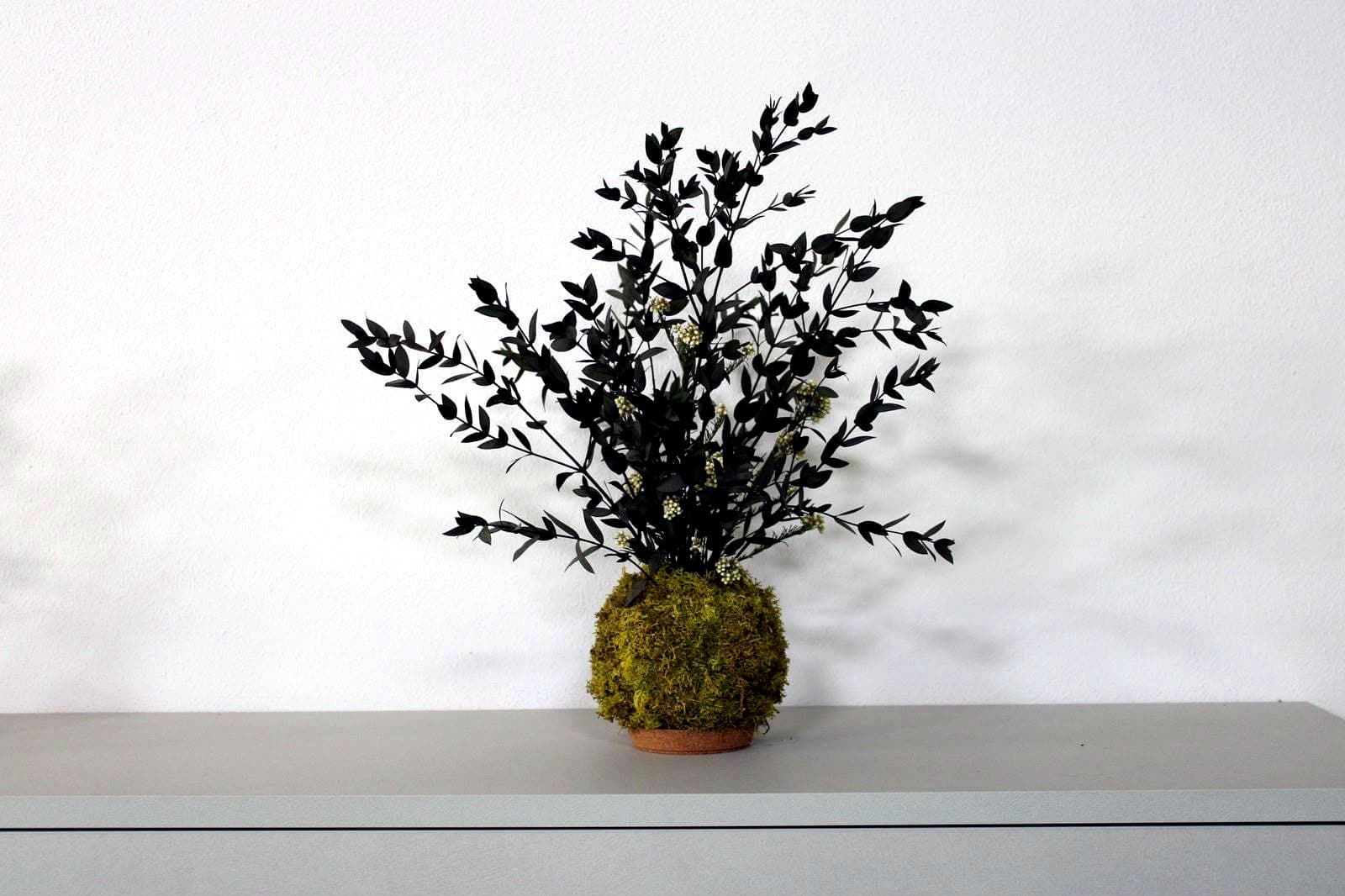 Kokedama di Eucalipto
