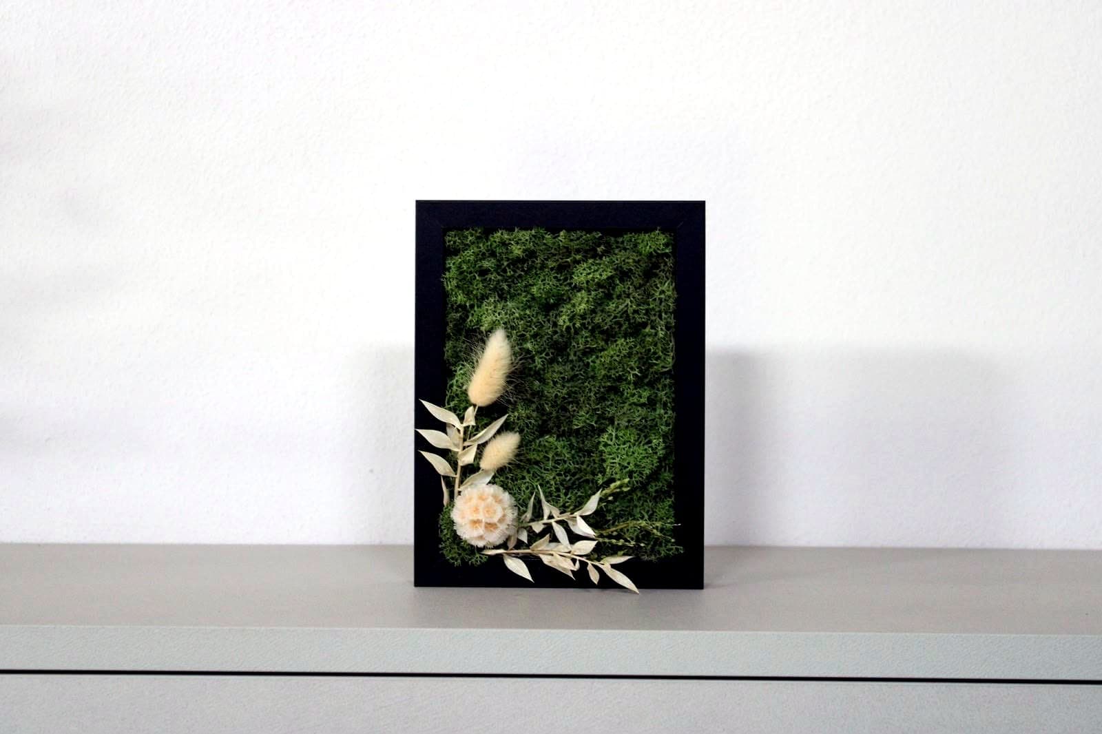 Quadro Lagurus