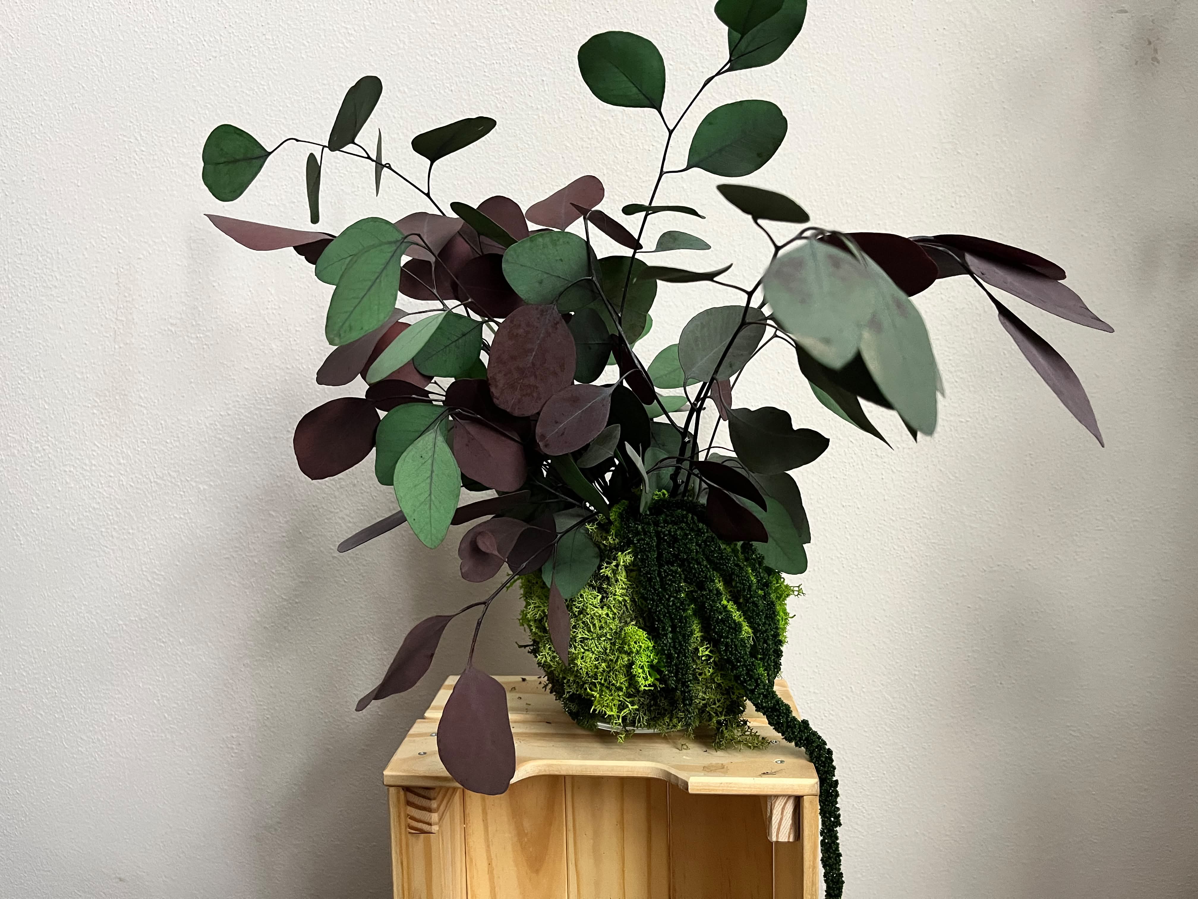 Kokedama di eucalipto rosso